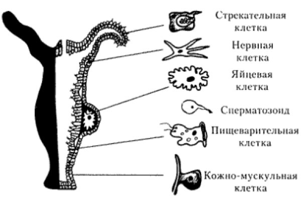 Кракен сайт как зайти